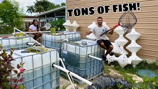 CRAZIEST HOMEMADE BACKYARD FISH BREEDING PONDS [upl. by Aicelaf]