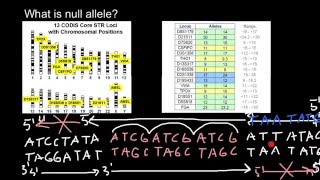 What is Null Allele [upl. by Anahsal385]