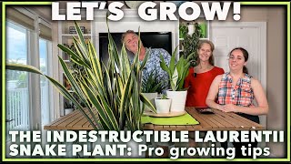 SNAKE PLANT SECRETS REVEALED Grow the Laurentii snake plant like a pro [upl. by Valley810]