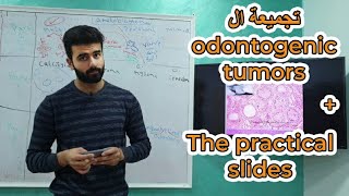 تجميعة ال Odontogenic tumors  ال practical slides  أورال باثولوجي  عزت شومان [upl. by Coucher]