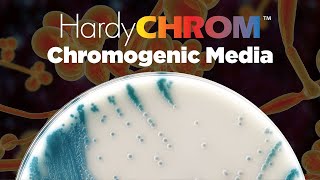 HardyCHROM™ a complete offering of Chromogenic Media [upl. by Nuahsak]