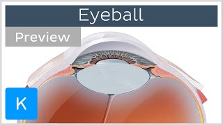 Eyeball structure and function preview  Human Anatomy  Kenhub [upl. by Voltmer]