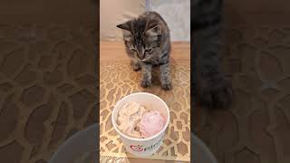 Kitten eating ice cream 🏝 pinkBerry 💗 trendingshorts kittenslovers trendingshorts [upl. by Dittman932]