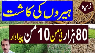 Zeera Ki Kasht in Pakistan  Safaid Zeera ki Kasht  How to Grow Cumin Seed [upl. by Nbi]