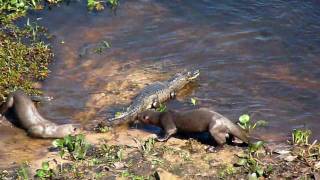 Otters vs Caiman [upl. by Aihtebat]