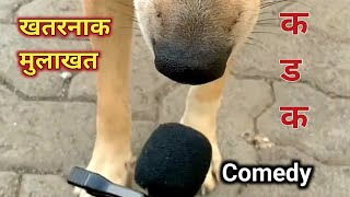 Dog Interview Best Comedy Video laxmikantbhise dog funny [upl. by Barling]