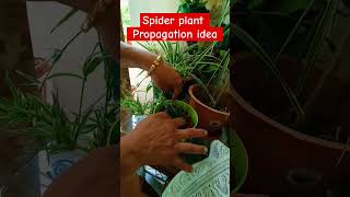 Spider Plant propagation idea shorts gardening shortsfeed [upl. by Katt]