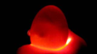 Candling Chicken egg at 10 days [upl. by Noby535]