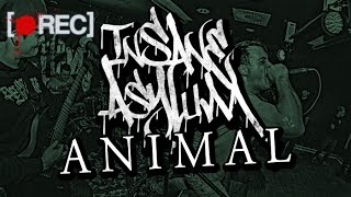 Insane Asylum  Animal Pitcam Video [upl. by Leiand901]