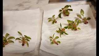 How to acclimate tissue cultured plantlets at home [upl. by Eivad]