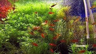 40 ember tetra Hyphessobrycon amandae in densely planted aquascape [upl. by Sidwel]