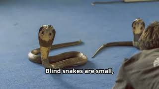 Are Blind Snakes Dangerous Can We Pet Them  The Truth About Blind Snakes Friends or Foes cobra [upl. by Nart]