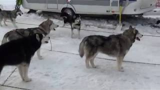 Schlittenhunderennnen Werfenweng 2019  Veranstaltung im Pongau Salzburg [upl. by Astrahan]