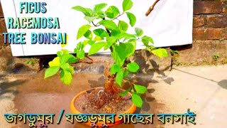 Ficus racemosa  Ficus glomerata tree bonsai repotting জগডুমুর যজ্ঞডুমুর bonsai gardening [upl. by Geller]