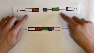 RNA splicing [upl. by Asante]