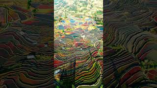 Yuanyang Rice Terraces china terracegarden [upl. by Noelani]