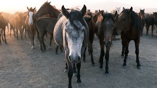 Sonidos de caballos 🐴 Relinchando y galopando 🐎 HERMOSOS CABALLOS [upl. by Nosnarb632]