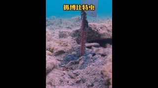 戶外捕魚：漁民潛入深海抓捕一種身體超長的博比特蟲！ 戶外 釣魚 海洋生物 [upl. by Raybourne]