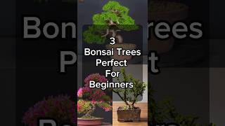 3 Bonsai Trees Perfect For Beginners  🪴🌿☘️🌱 [upl. by Osgood803]