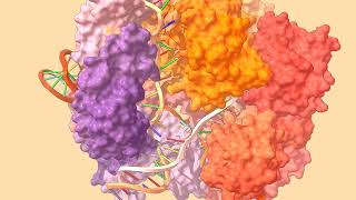 Molecular Dynamics of the CRISPRCas9RNADNA complex [upl. by Felt]