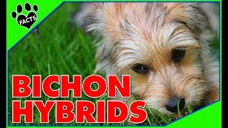 Top 10 Bichon Frise Mix Breeds Most Popular Designer Dogs 101 [upl. by Rina412]