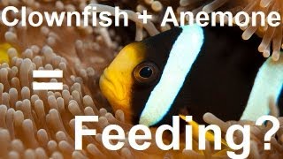 Clownfish Feeding Anemones How is it Done [upl. by Anaiad]