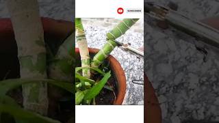 How to propagate Dieffenbachia From Stem Cutting All About dieffenbachia डम केन की पूरी जानकारी [upl. by Ollopa]