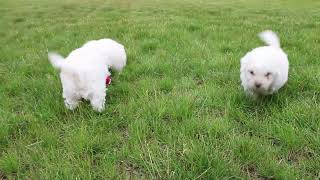 Bichon Frise Puppies For Sale [upl. by Aneeb]