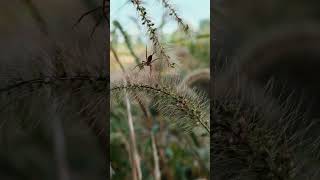 Spider resting on thatch（Agelena） [upl. by Natalee]