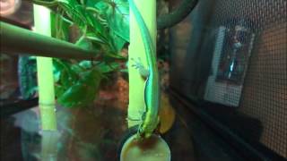 feeding time neon day gecko [upl. by Ana]