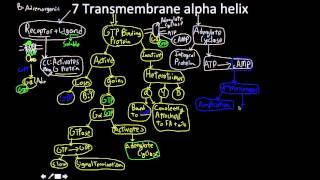 Signal Transduction Pathway the 7 transmembrane alpha helix MAP [upl. by Ahsirtal269]