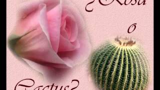 El Cactus y la Rosa [upl. by Dnalkrik116]