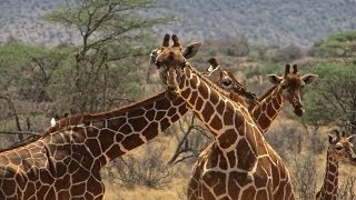 Samburu  Call of the wild [upl. by Atterehs323]