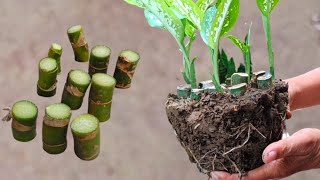 Method Secret How to Propagate Dieffenbachia Tree With a Trunk  Dieffenbachia Paint [upl. by Simara864]