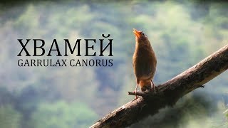 Очковая кустарница или хвамей лат Garrulax canorus [upl. by Stromberg601]