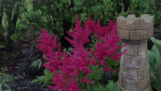 Astilbe Plant Profile [upl. by Enorel]