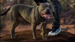 20k Profit off Merle Litter americanbully canecorso mastiff bullybreed streetfood shooting [upl. by Morell825]