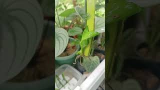 Sansevieria leaf cuttings Propagation in water plants houseplants [upl. by Vickie410]