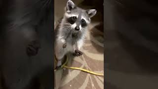 Man saves raccoon from choking 🙏🏻🙏🏻🙏🏻❤️❤️❤️ [upl. by Bartle152]