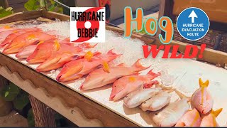 Hog Wild with Hurricane Debbie [upl. by Kesia]