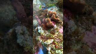 An Orbicella colony Habitat Cleaning coralrestoration gopro coralreef [upl. by Gay]