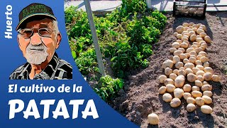 PATATAS COMO SEMBRAR Y CULTIVAR PATATAS POTATO FARMING [upl. by Antipas]