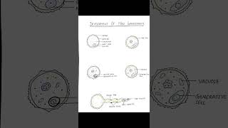 Development of Male Gametophyte [upl. by Alin496]