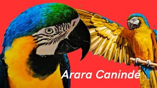 TOP 3 Curiosidades SURPREENDENTES sobre a ARARÁ CANINDE 🐦🐦😍❤️😳 araras vocesabia curiosidades [upl. by Analla765]