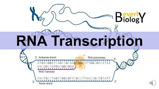 RNA Transcription updated version [upl. by Ecirrehs]