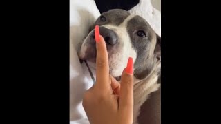 Dog Gets Annoyed When Owner Keeps Poking His Nose [upl. by Eerahc]