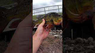 Peacock Bass Bare Hook Trick SWFL [upl. by Corneille]