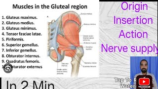 Gluteal region Attachment origin Insertion Action and Nerve supplymedical anatomy [upl. by Enyrat]