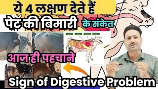 ये 4 लक्षण देते हैं पेट की बिमारी के संकेत cow digestive stomach problems [upl. by Aicileb557]