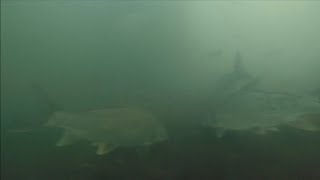 UNDER WATER GOPRO VIDEO OF BROOKVILLE LAKE SPILLWAY AND TAILWATER [upl. by Lightfoot]